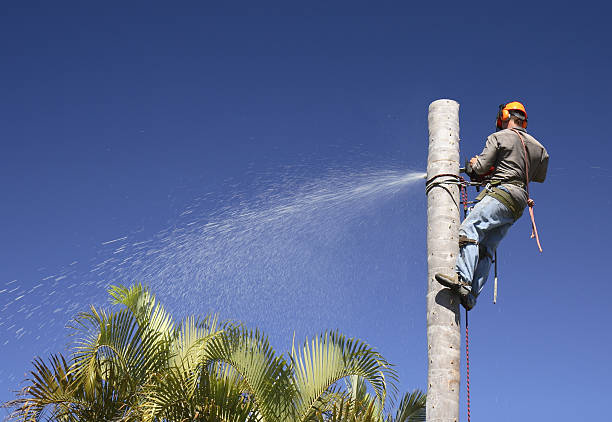 Best Tree Maintenance Programs  in Evans City, PA