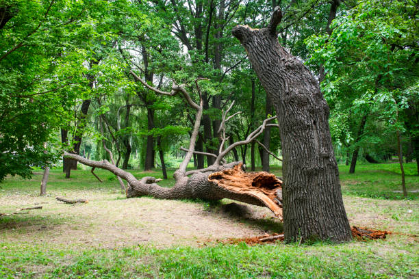 Best Hazardous Tree Removal  in Evans City, PA