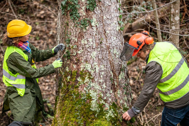 Best Storm Damage Tree Cleanup  in Evans City, PA