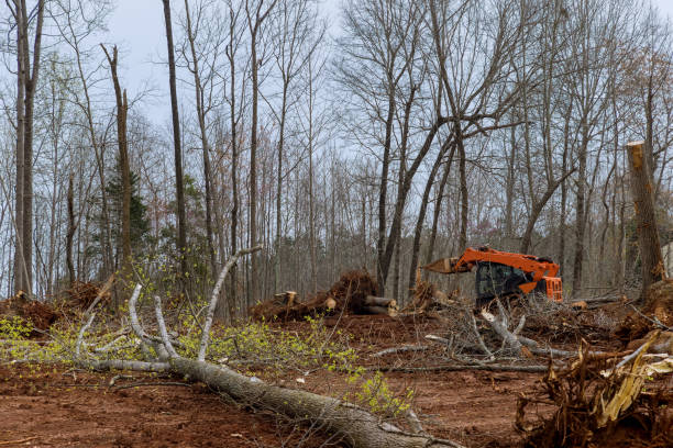 Leaf Removal in Evans City, PA