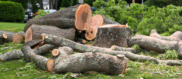 Best Firewood Processing and Delivery  in Evans City, PA