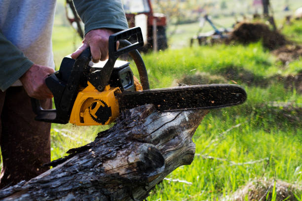 Best Fruit Tree Pruning  in Evans City, PA