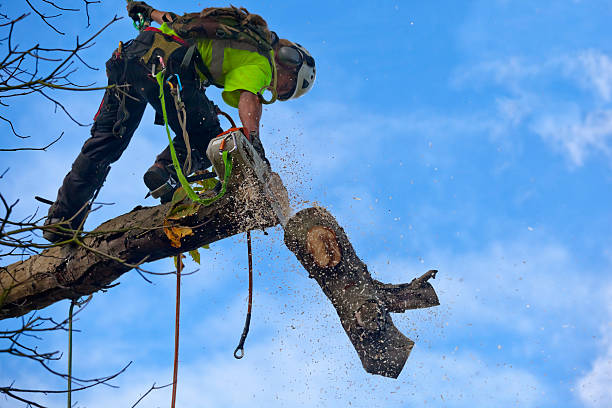 Best Tree Preservation Services  in Evans City, PA