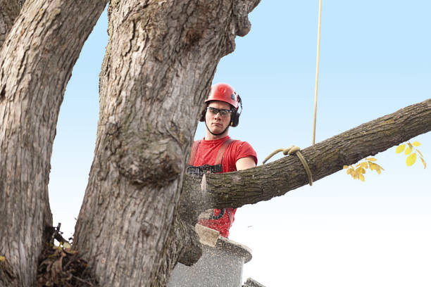 Best Stump Grinding and Removal  in Evans City, PA